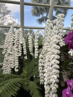 imposante Blütenpracht!