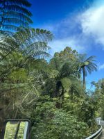 der berühmte Neuseeland Farn ist überall