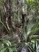 umgeben von dichtem Regenwald