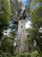 Tane Mahuta - der größte Kauribaum 52m hoch, 14m Umfang