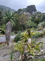im Botanischen Garten 