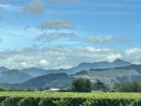 Weinreben begleiten uns...