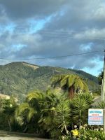 Pflanzenpracht am Wege...