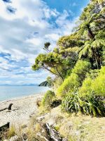 und hier wieder die schönen Farne...