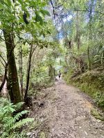 durch den üppigen Regenwald