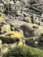 ...und nun entdecken wir die Robben