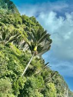 Nikaupalmen wachsen aus dem Fels