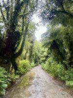 Abstecher in den Regenwald