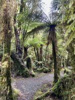 Spaziergang im Zauberwald