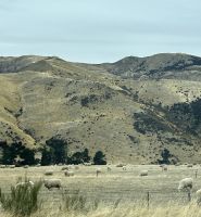 die Bewohner der Hawea Flat 