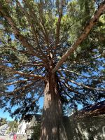 die beiden Mammutbäume in Queenstown