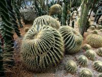 Riesige Kakteen (bösartig auch Schwiegermutterstuhl) genannt im Flower Dome