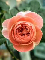 Rose im Cloud Forest in Singapur