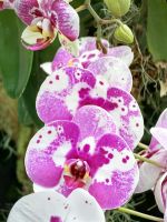 Orchideenpracht im Nebelwald in Singapur