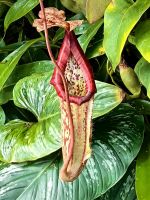 Fleischfressende Kannenpflanze im Cloud Forest in Singapur