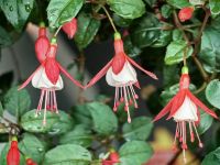 Fuchsien sind hier recht exotisch in Singapur