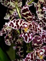 Im Botanischen Garten in Singapur gibt es ungewöhnliche Orchideenarten