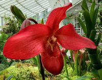 Frauenschuh Orchidee in Singapur im Botanischen Garten