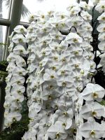 Bei dieser Fülle werden wir ein wenig neidisch, Botanischer Garten in Singapur