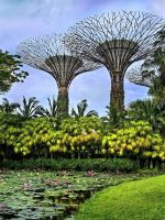 Die Supertrees über Lotosblüten