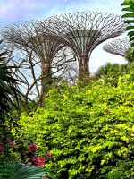 Blick auf die Supertrees an den Gardens by the bay, Singapur
