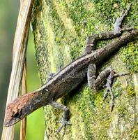 Eidechse in den Gardens by the Bay in Singapur