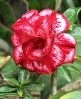 Blumenpracht an den Gardens by the Bay Singapur