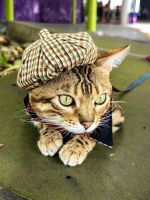 Indische Bengalkatze in Verkleidung vor dem Flower Dome