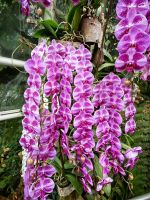 Orchideenpracht im Botanischen Garten von Singapur