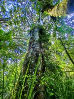 Waipoua Wald bei den Riesenkauris im Nordwesten der Nordinsel