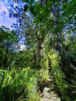 Wanderpfad im Waipoua Wald, dem letzten Primärwald in Neuseeland