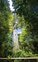 Tane Mahuta, 18 Meter Höhe, 4 Meter Stammdurchmesser, der Hüter des Waldes