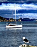 Möwe Jonathan begrüßt uns auf Urupukapuka 