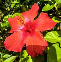 Hibiskus am Strand von Otehei Bay