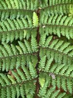 Ein Silberfarn, für die Maori war er zur Orientierung im Wald wichtig, die Unterseite reflektiert das Licht