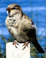 Spatz am Lake Taupo wartet auf Futter