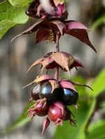 Schöne Leycesterie oder Karamellbeere