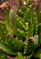 Stachelige Aloe Vera im Botanischen Garten von Wellington