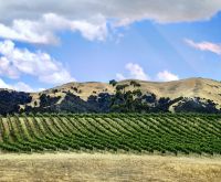 In der Marlborough Region gedeiht der Wein prächtig