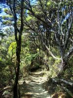 Wanderweg im Abel Tasman Nationalpark