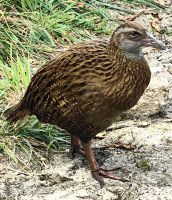 Wekaralle hofft auf Reste unseres Mittagessens