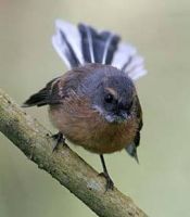 Fächerschwanz, Abel Tasman Nationalpark