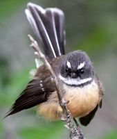 Der Fächerschwanz singt in lieblichen Melodien