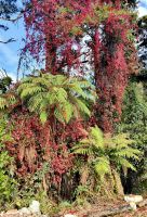 Wilder Wein rankt an Baumfarnen hinauf und ist herbstlich rot gefärbt