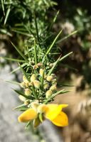 Der Stechginster blüht