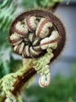 Ein Farnblatt entsteht   