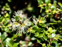 Metrosideros perforata, White Rata, Cape Foulwind