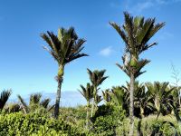Nikau Palmenwald bei Punakaiki