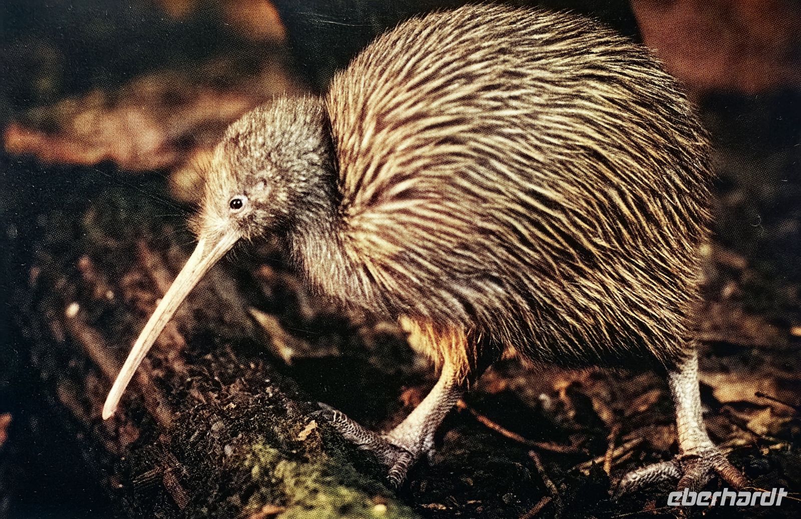 Kiwi, der Nationalvogel der Neuseeländer 
