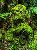 Wald am Fox Gletscher